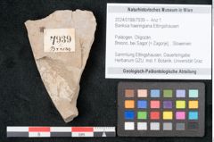 Foto (Objekt + Etikett) von Banksia haeringiana Ettingshausen (NHMW-GEO-2024-0188-7939)